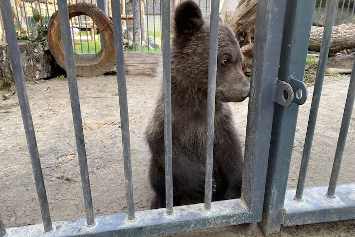 Медвежонку подкидышу из Новосибирска нашли новый дом в Санкт-Петербурге