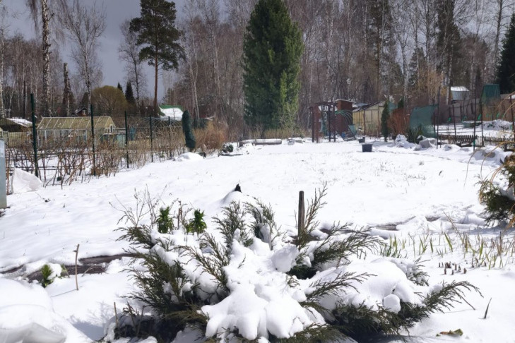 В Новосибирске овощевод Овечкин оценил ущерб от апрельских морозов