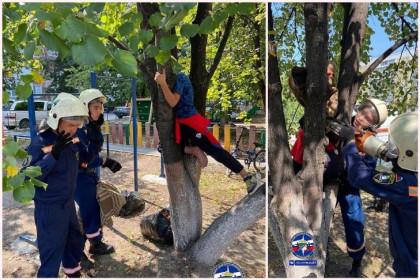 Тарзана из Академгородка сняли с дерева спасатели МАСС