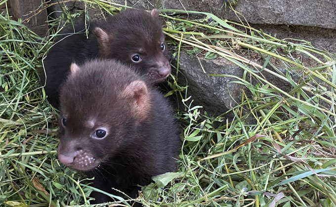 Кустарниковые собаки, 23.07.2020 (1).jpg