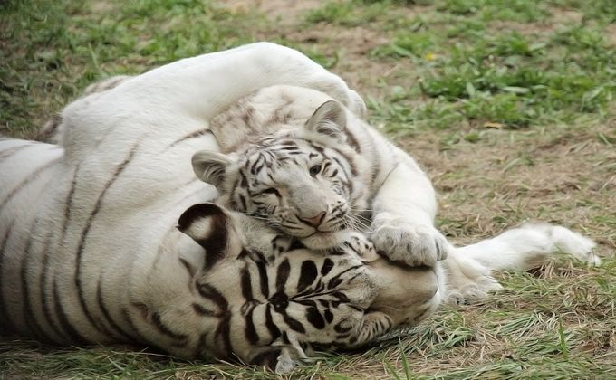 белые тигры.png