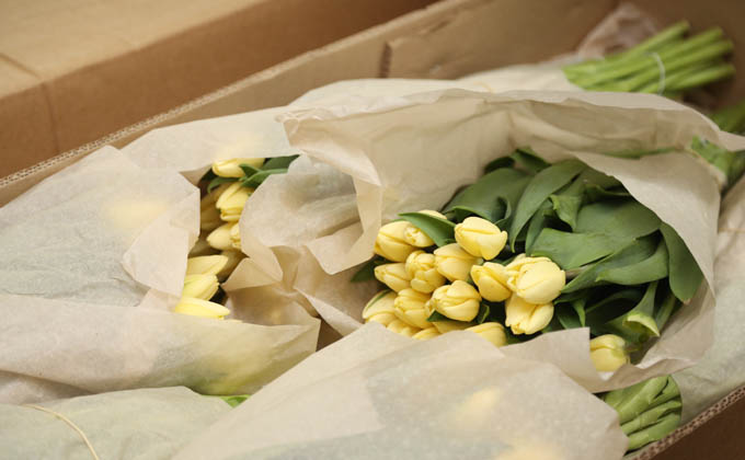 желтые тюльпаны2 фото Алексея Цилера