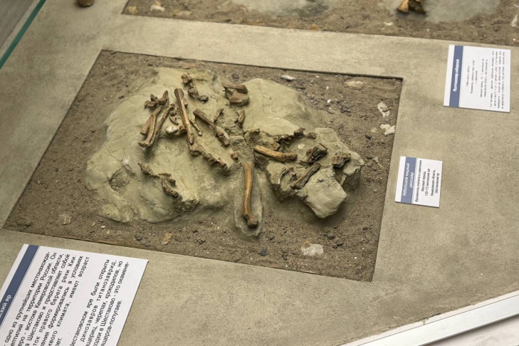 Фото Новосибирского краеведческого музея