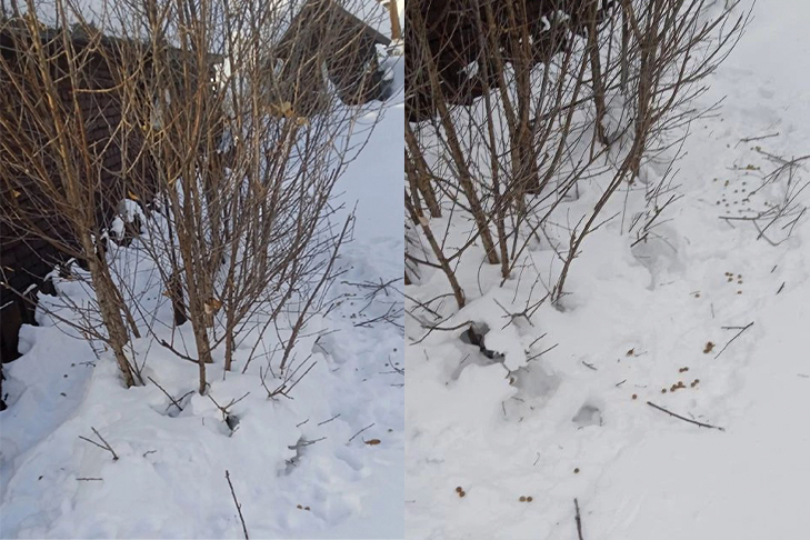 зайцы всё съели.jpg