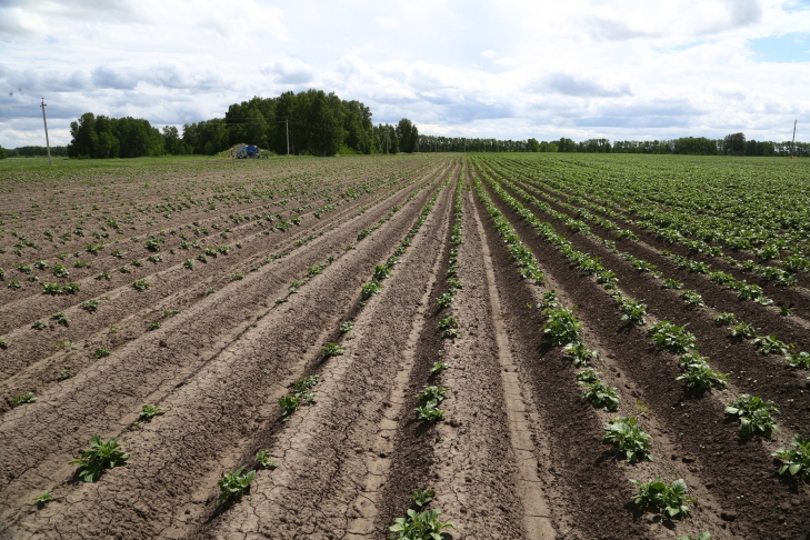 TAN_6360 аграрии поля картофель ростки сухая земля.jpg
