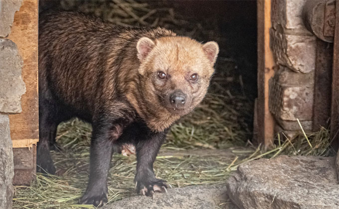 Кустарниковые собаки, 23.07.2020 (2).jpg