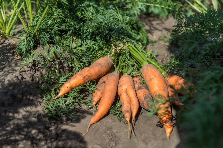 Фото Андрея Заржецкого