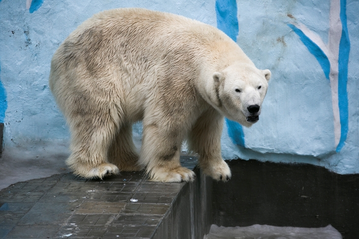 Танюшин_Алексей D01A2367 зоопарк животные белый медведь.jpg