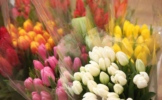 тюльпаны фото Алексея Цилера