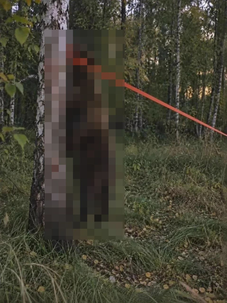 медведь венгерово.jpg