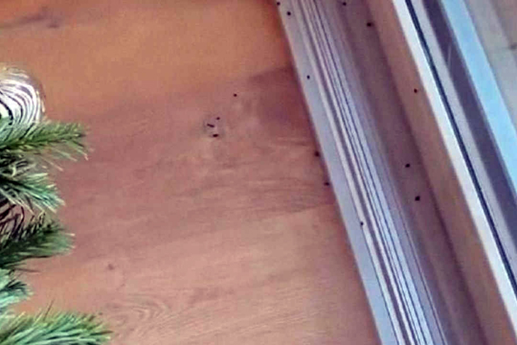 Клещ2, фото из соцсетей.jpg