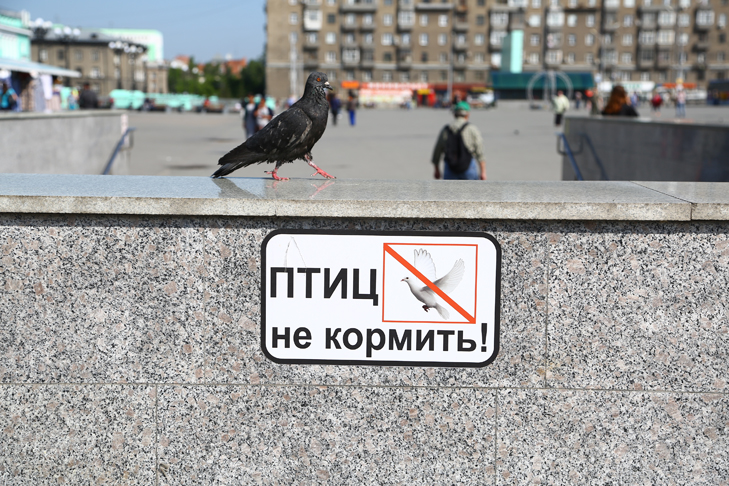 TAN_4096 голуби метро вокзал еда.JPG