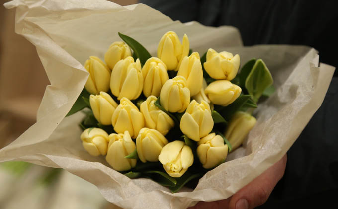 желтые тюльпаны фото Алексея Цилера