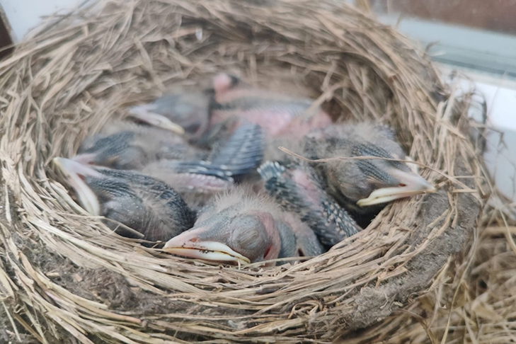 фото Сельская правда