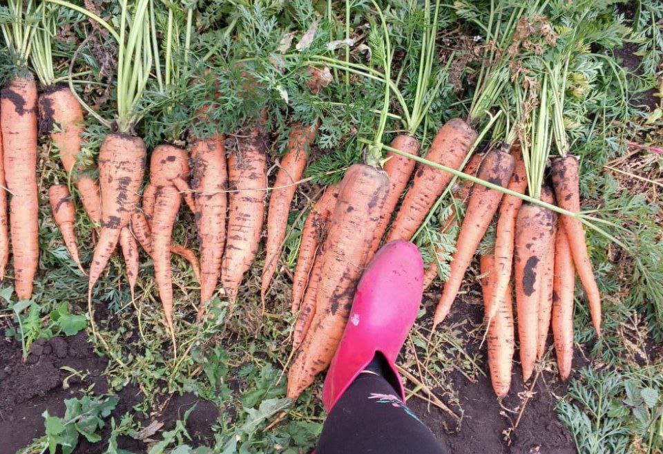 гигантская морковка.jpg
