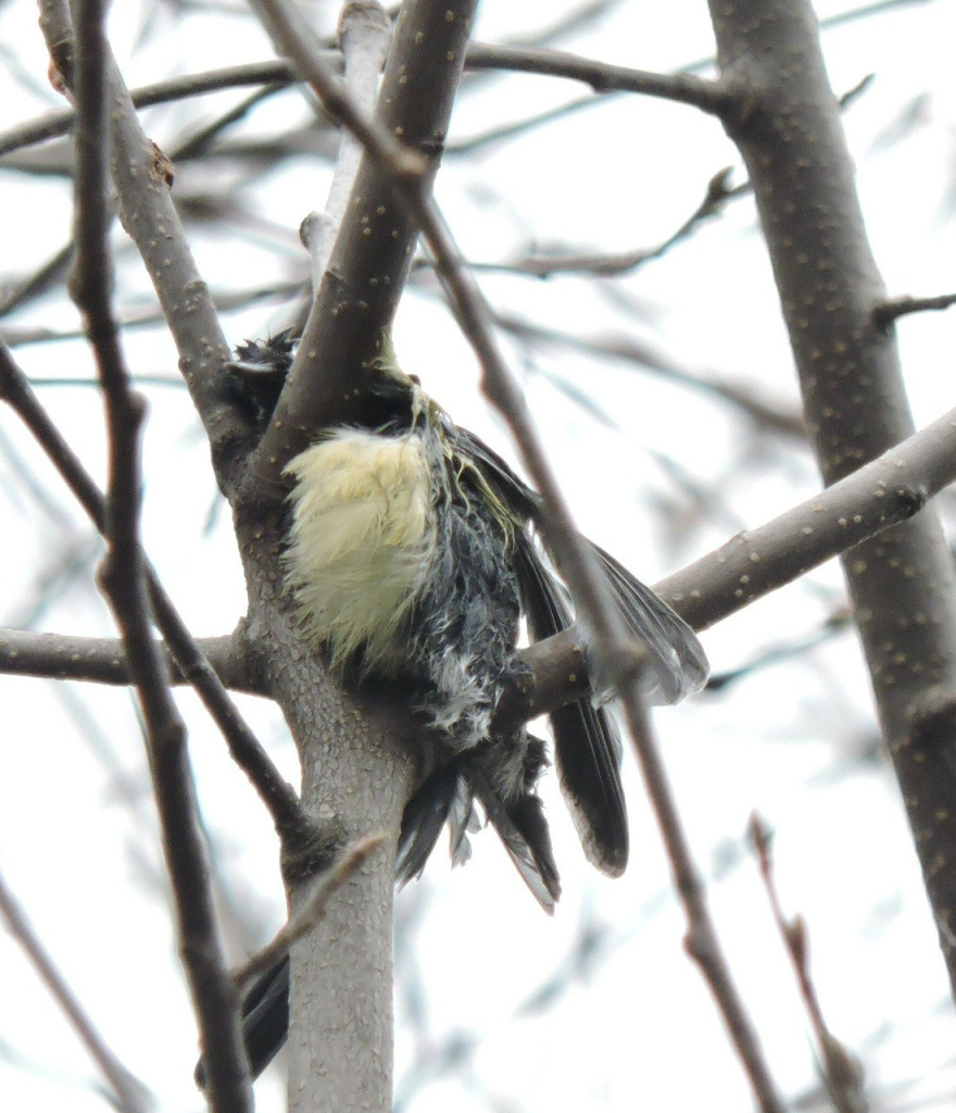 Фото из ТГ-канала «Птичка на проводе».