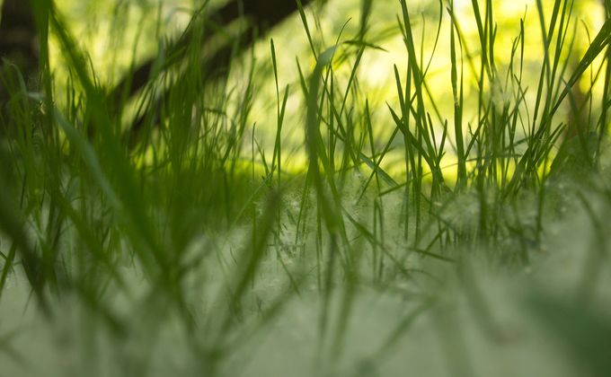 Трава и тополиный пух-2.jpg