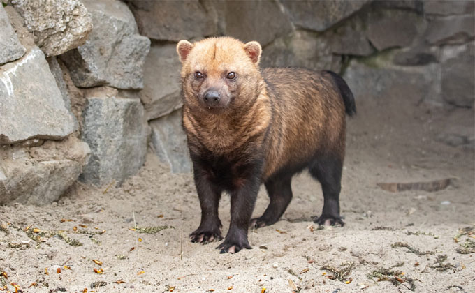 Кустарниковые собаки, 23.07.2020 (3).jpg