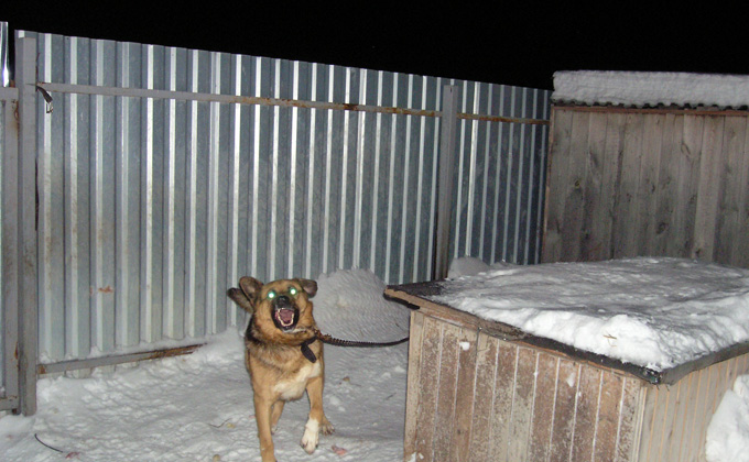 собака фото бердские новости