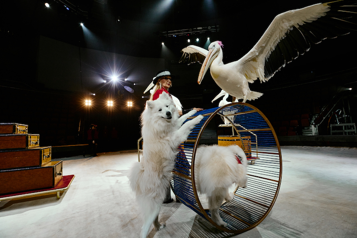 Фото предоставленных пресс-службой Цирка Филатовых