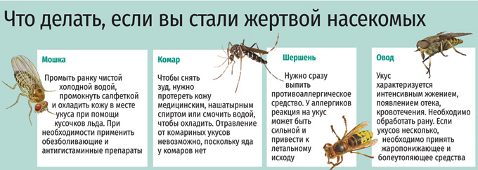 Что делать, если вы стали жертвой насекомых?