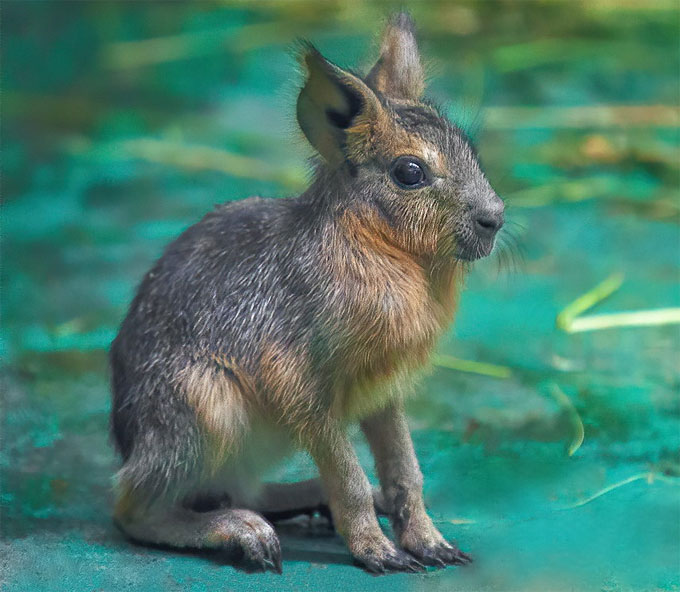 Детеныш патагонской мары (февраль 2020).jpg