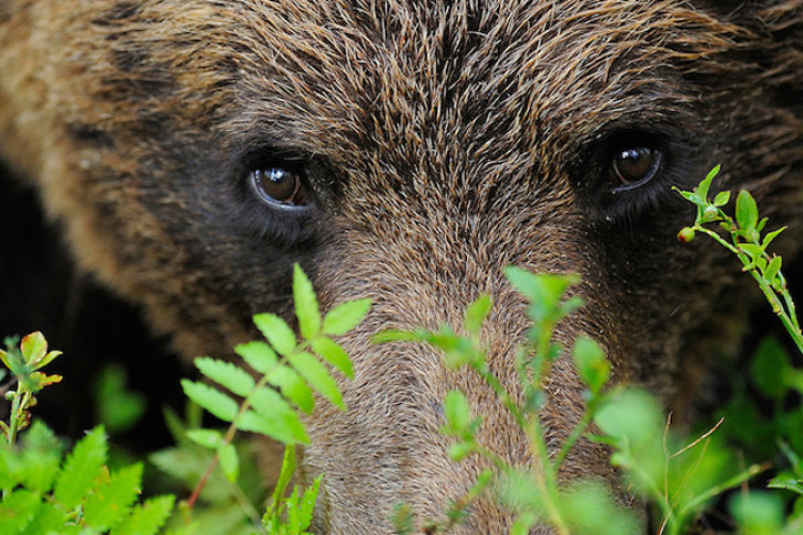 В Новосибирской области ликвидирован беззубый медведь-убийца