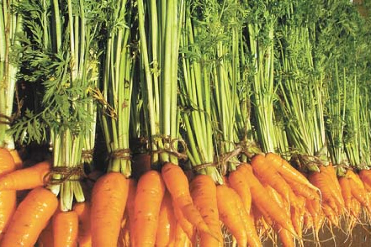 Морковь: рыхлить и ещё раз рыхлить