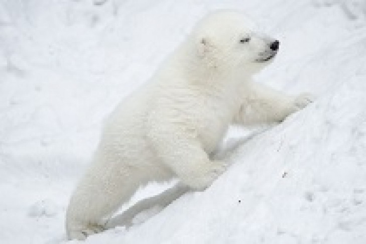 Новорожденный медвежонок в зоопарке Новосибирска оказался девочкой