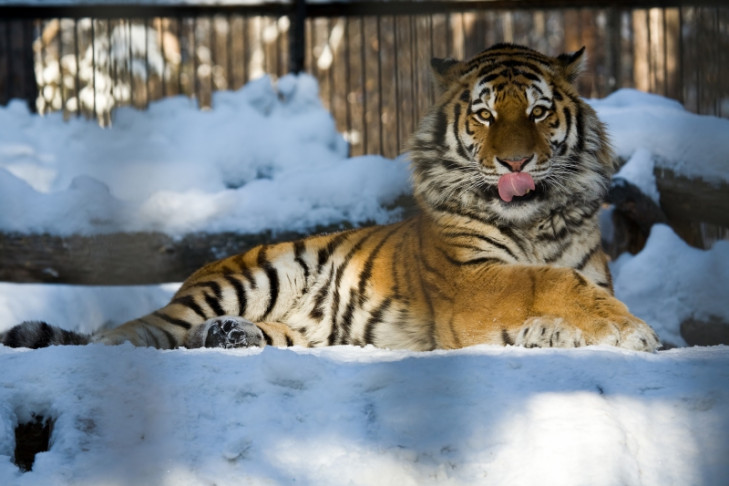 Тигрица Марго из Новосибирска освоилась в Японии