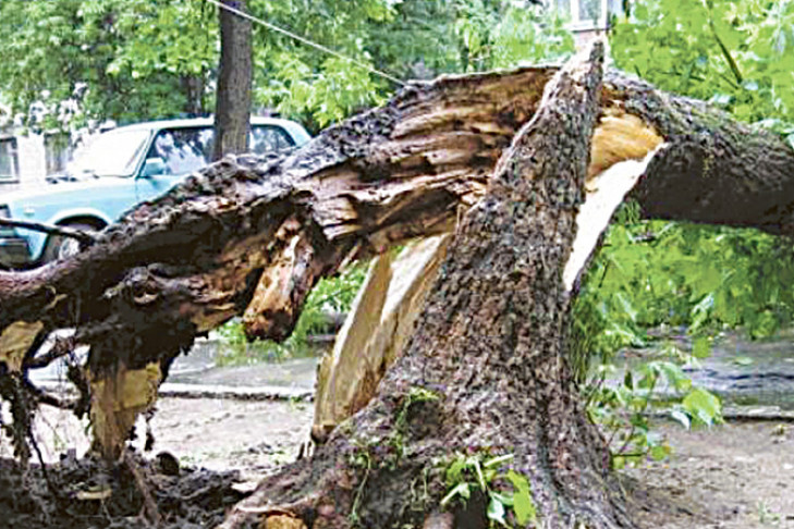 Ураган снова выявил «слабости» деревьев и остановочных павильонов