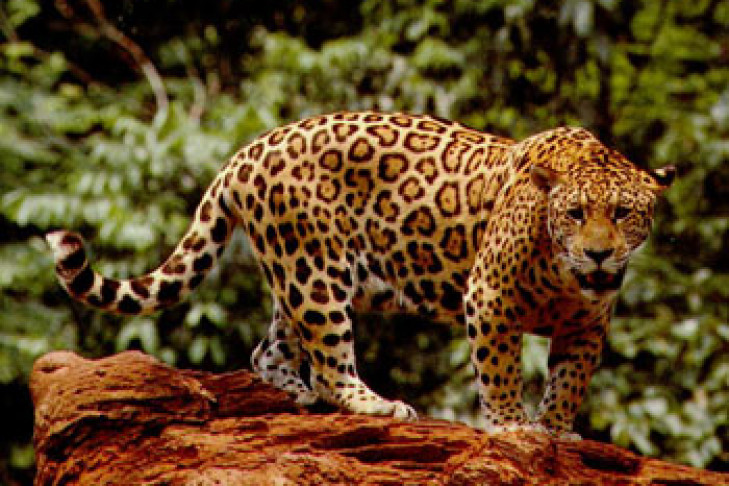 ЧП в зоопарке