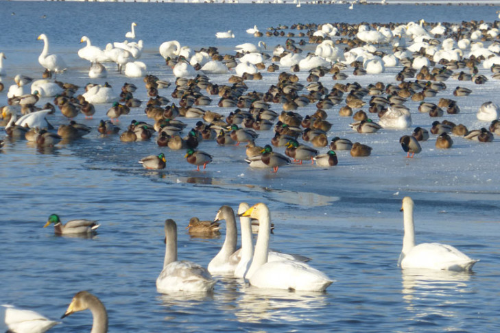 В Новосибирскую область прилетели лебеди и цапли
