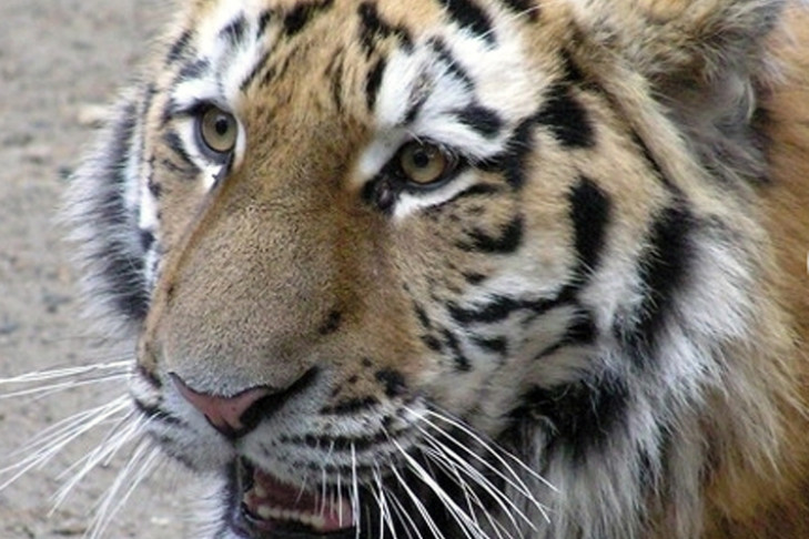 Посетители зоопарка отбили школьницу у амурского тигра