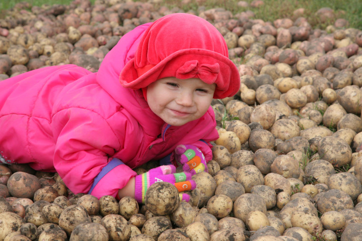 Новосибирцы засадили картофелем рекордные га земли