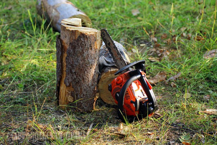 Новосибирец спилил 113 деревьев в столице Камчатки ради бутылки водки