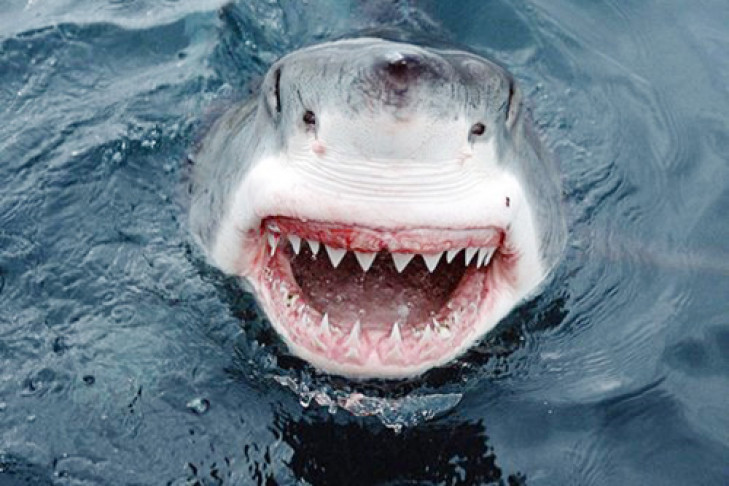 Убитая акула оказалась «уткой»